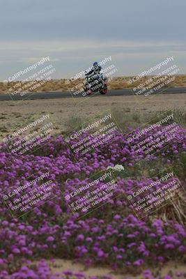 media/Jan-14-2023-SoCal Trackdays (Sat) [[497694156f]]/Turn 14 Exit Bloomig (145pm)/